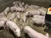 Boar — photo 1