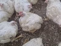Chickens — photo 3