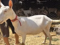 Ziege, Saanen goat — Foto 5