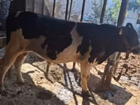 Bull, Red Estonian cattle — photo 2