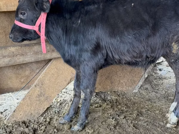 Bull, Alatau breed