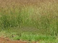 C2.Boma Rhodes Seeds Available — Foto 2