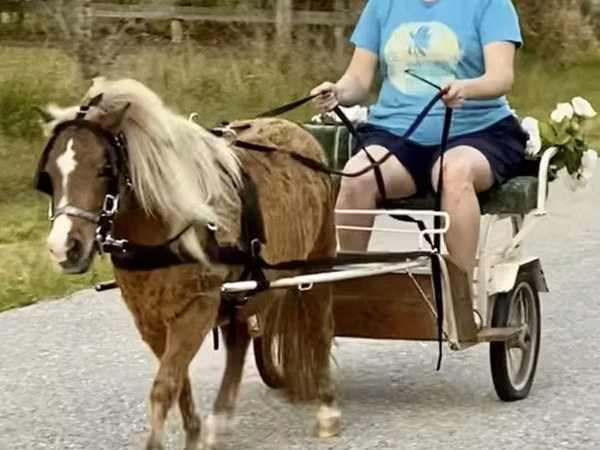 公马, Miniature horse