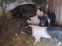 Sow, Pigs — photo 2