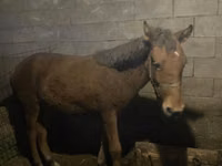 Mare, Horses — photo 2