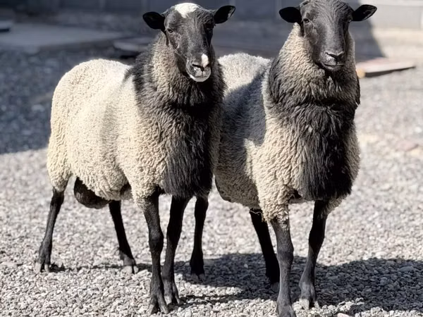 भेड़, Romanov sheep