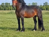 حصان, Hungarian horse breed — الصورة 4