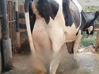 母牛, Holstein breed — 照片 2