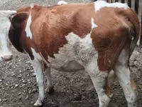 Cow, Simmental cattle — photo 1