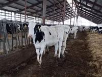 गाय, Yaroslavl cattle — फ़ोटो 2