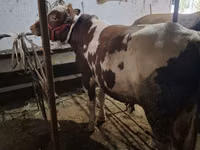 Bulle, Ukrainian Red Pied Dairy cattle — Foto 1