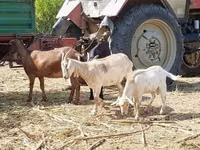 母山羊, Nubian Goat — 照片 4
