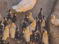 Ducks — फ़ोटो 3