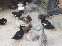 Hausente — Foto 3