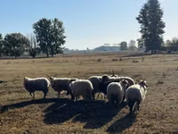 كبش, Racka sheep — الصورة 3