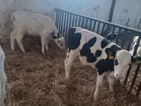 ثور, Russian Black pied cattle — الصورة 5
