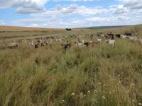 Ziege, Ziegen — Foto 4