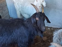 Goat, Goats — photo 7