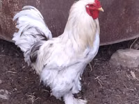 Brahma — photo 1