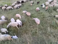 Sheep, Balbas sheep — photo 7