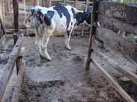 Kuh, Holstein-Rasse — Foto 1