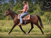母马, Quarter Horse — 照片 3