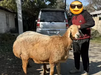 نعجة, Arashan sheep — الصورة 4