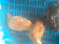 Chickens — Foto 5