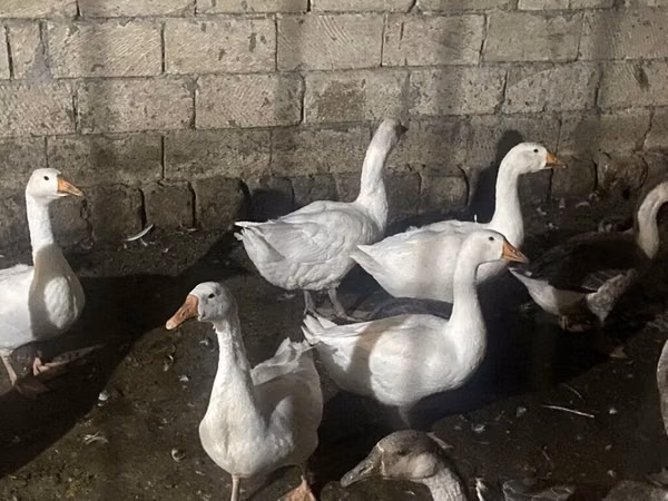 Гуси