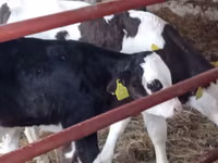 Bovinos (lote, sexo no especificado), Russian Black pied cattle — foto 7