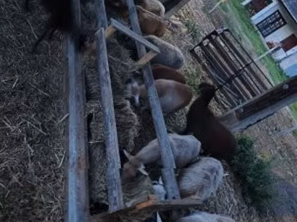 Carnero, Cameroon sheep
