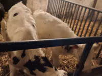 Toro, Russian Black pied cattle — foto 3