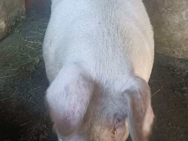 Boar, 