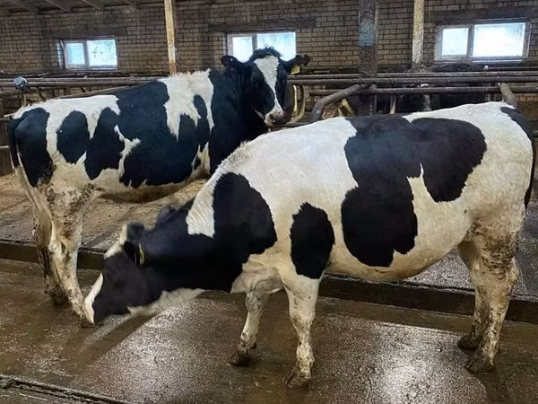 Cow, Holstein breed