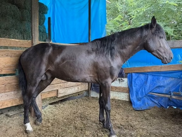 Caballo, French Trotter