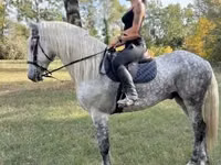 Hengst, Andalusian horse — Foto 2