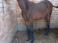 Caballo, Manipuri pony — foto 2