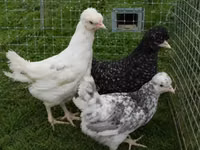 Chickens — الصورة 8