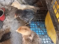 Chickens — 照片 4