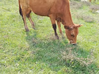 गाय, मवेशी — फ़ोटो 2