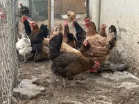 Chickens — الصورة 2