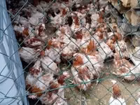 Chickens — foto 1
