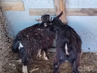 Goat, Goats — photo 5