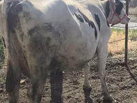Cow, Russian Black pied cattle — photo 3