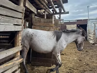 حصان, Kustanai horse — الصورة 3