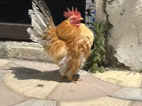 Chickens — الصورة 2