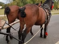 Horse (M), Horses — photo 1