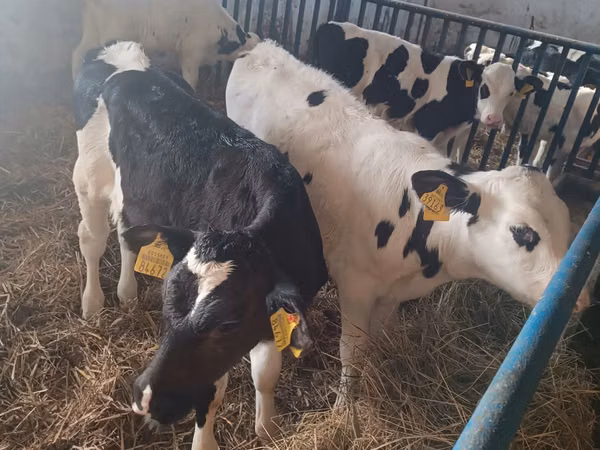 Toro, Russian Black pied cattle