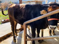ثور, Swiss cattle — الصورة 1