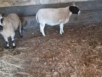公羊, Dorper sheep — 照片 1